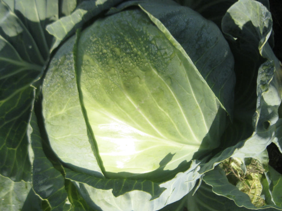 Капуста белокочанная Бригадир F1 фото
