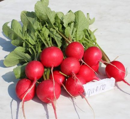 Редис Диего F1 фото 2