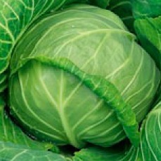 Капуста белокочанная Реактор F1 фото