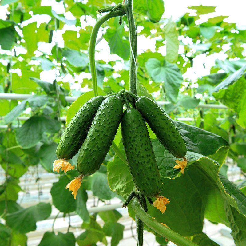 Огурец Авион F1 фото 1