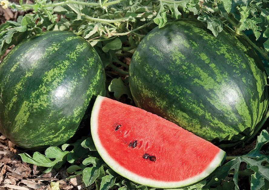 Семена арбуза Мини Лав F1 фото 2