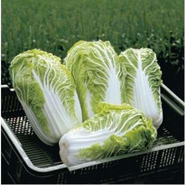 Капуста пекинская Билко F1 фото 2