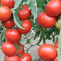Семена томатов Томат Квалитет F1 фото 2