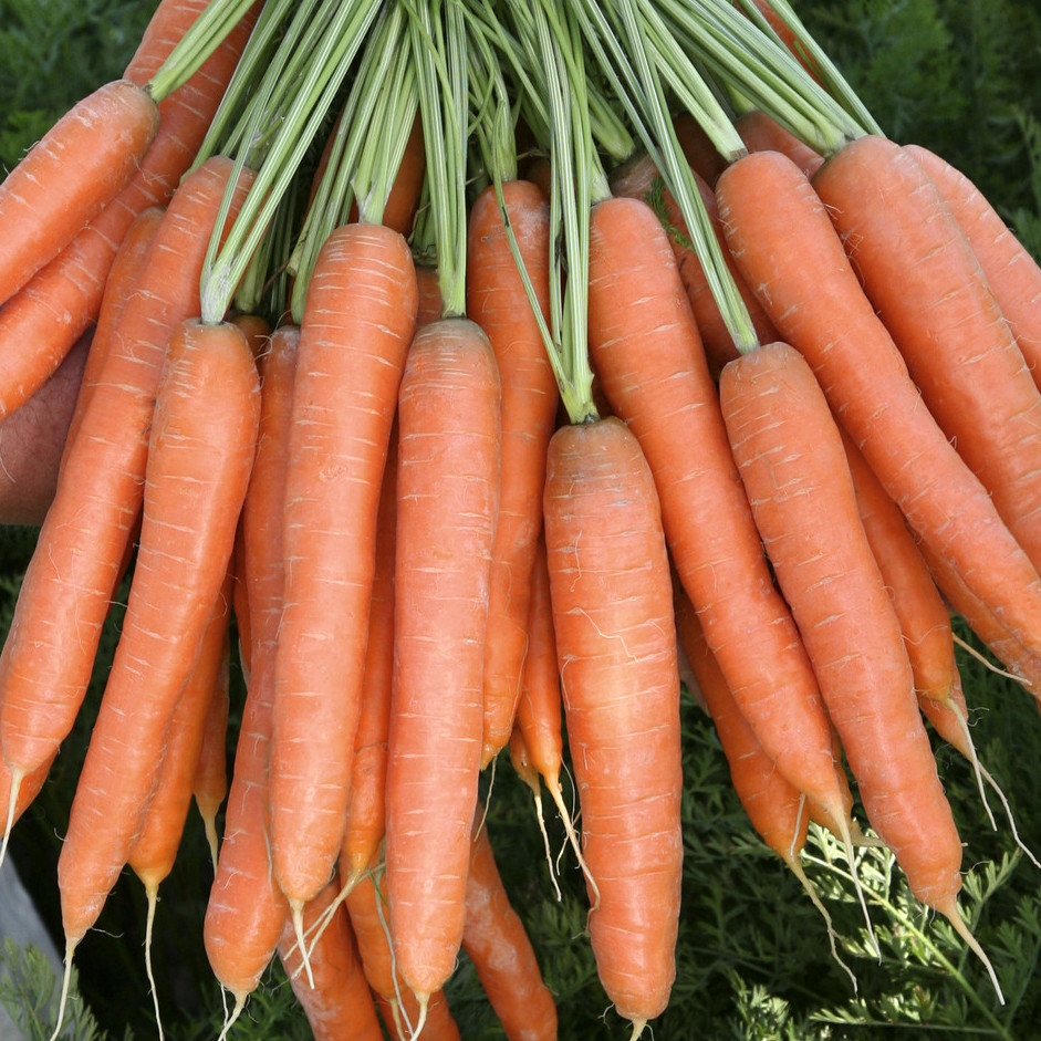 Морковь Престо F1 фото 2