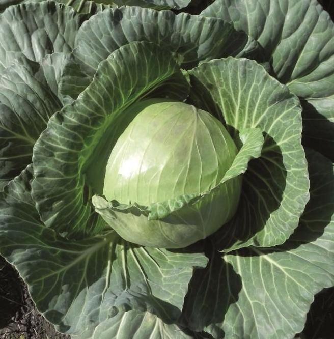 Капуста белокочанная Чамп F1 фото