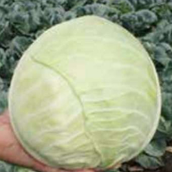 Капуста белокочанная Хипо F1 фото