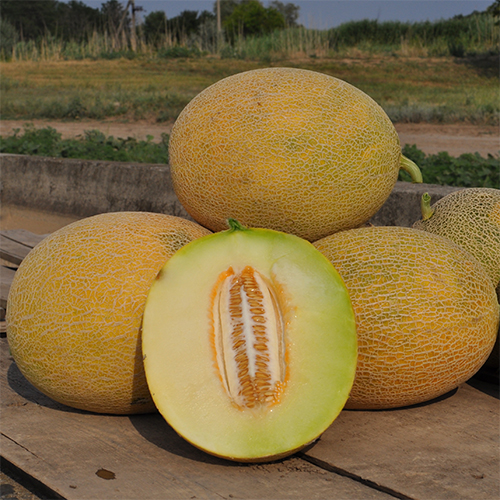 Семена дыни Радмила F1 фото 2