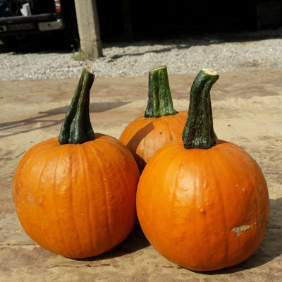 Тыква Гомез F1 фото 2