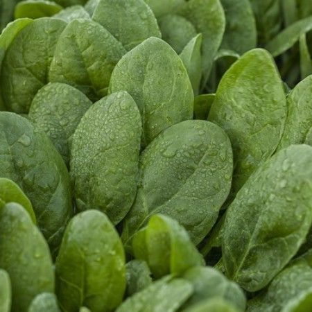 Семена шпината Меркат F1 фото 2