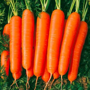 Морковь Наталья F1 фото 2