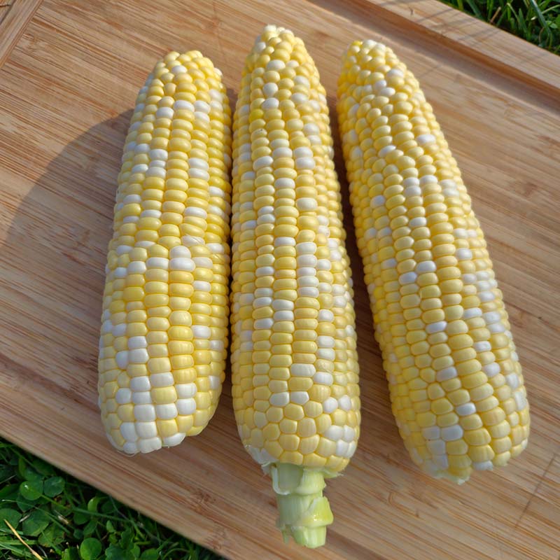 Кукуруза Флаглер F1 фото 2