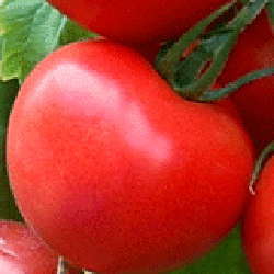 Семена томатов Томат Лагенда F1 фото 2