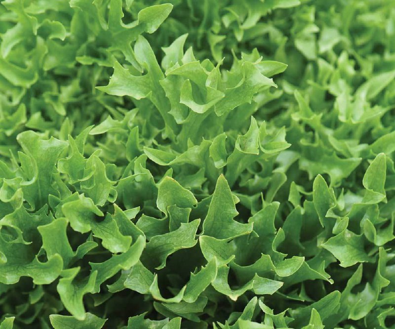 Салат Скилтон F1 фото 2