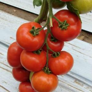 Семена томатов Синдел F1  фото 1