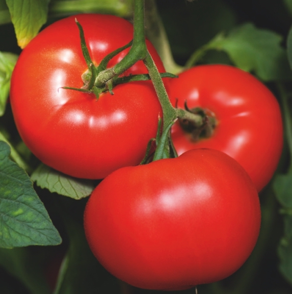 Семена томатов Мартез F1 фото 2