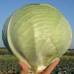 Капуста белокочанная Марабу F1 фото