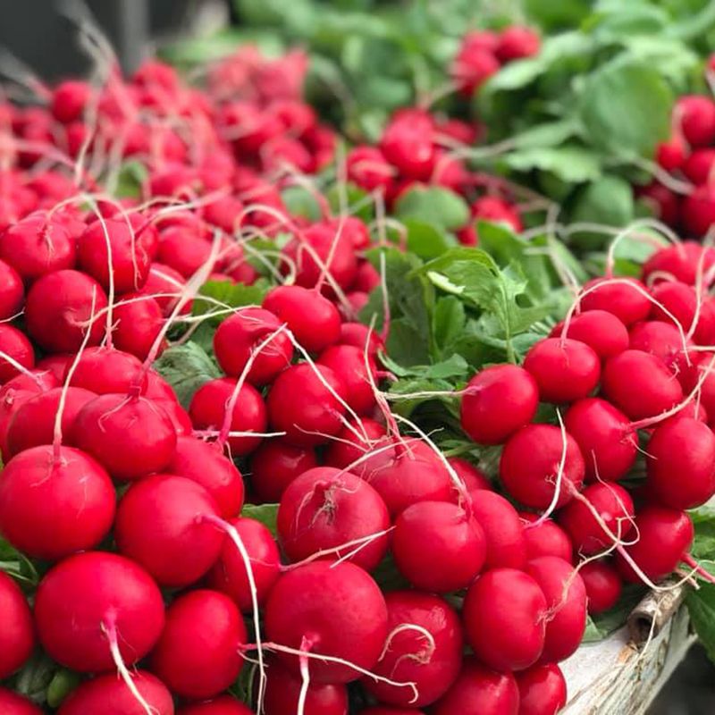 Редис Мелито F1 фото 2