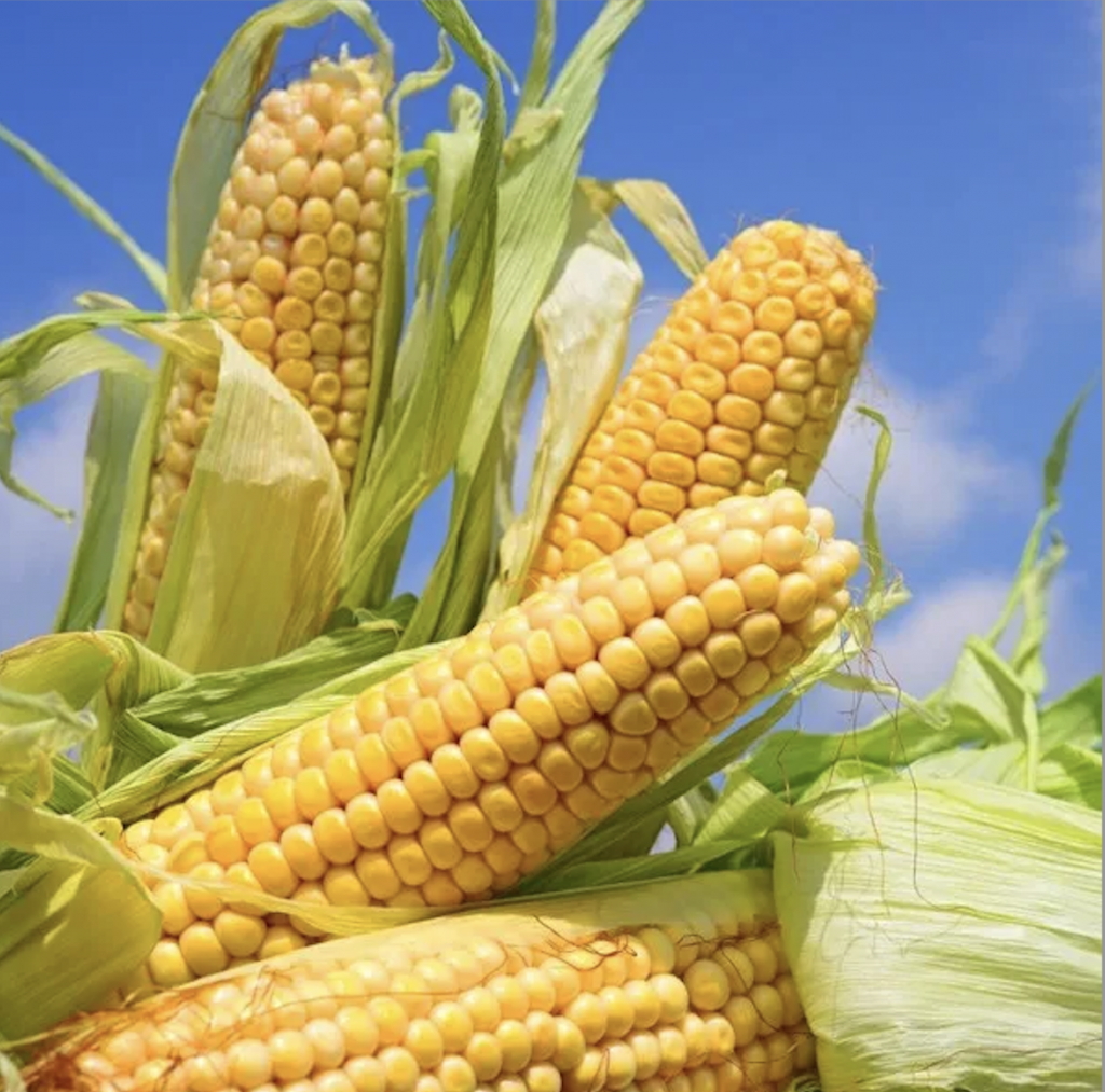 Кукуруза Кетама F1 фото 2