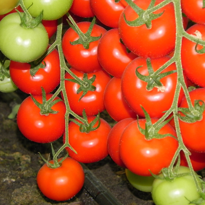 Семена томатов Дирк F1 фото 2