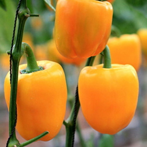 Семена перца Раиса F1 фото 2