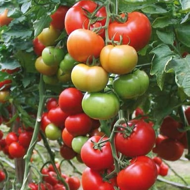 Семена томатов Барибине F1 фото 2