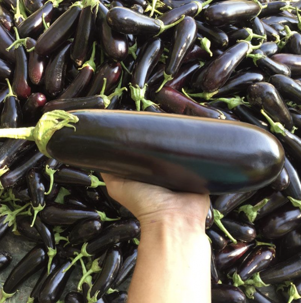 Семена баклажанов Казимир F1 фото 2