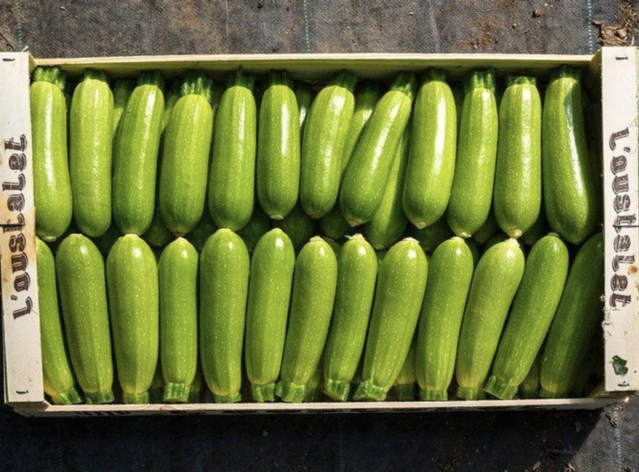 Кабачок Каризма F1 фото 1 