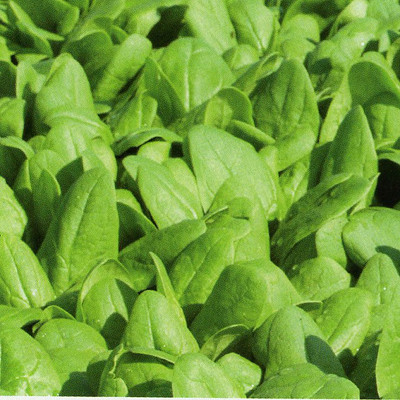 Семена шпината Корвер F1 фото 2