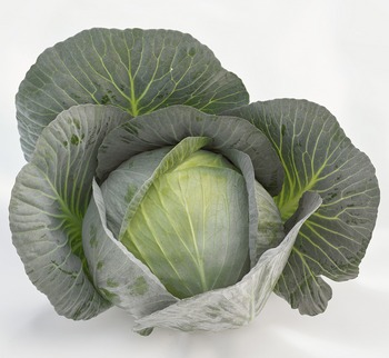 Капуста белокочанная Дербент F1 фото