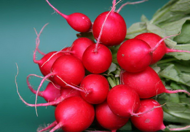 Редис Рондар F1 фото 2