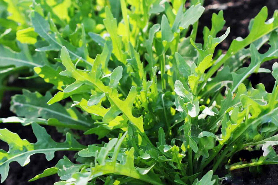 Руккола Каптива (мультигранулы) фото 2