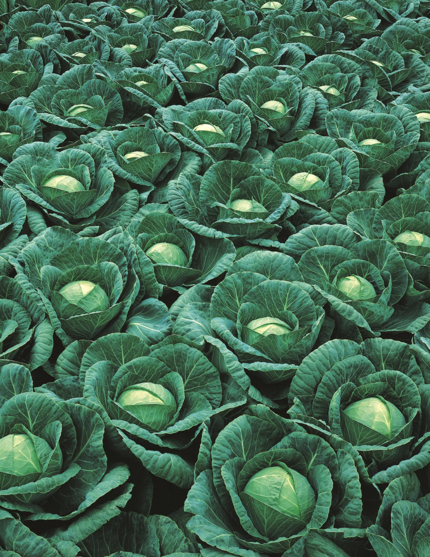 Капуста белокочанная Ринда F1 фото