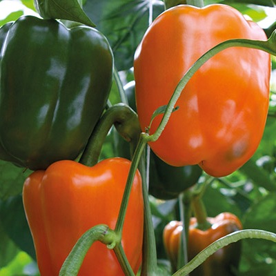 Перец Магно F1 фото 2