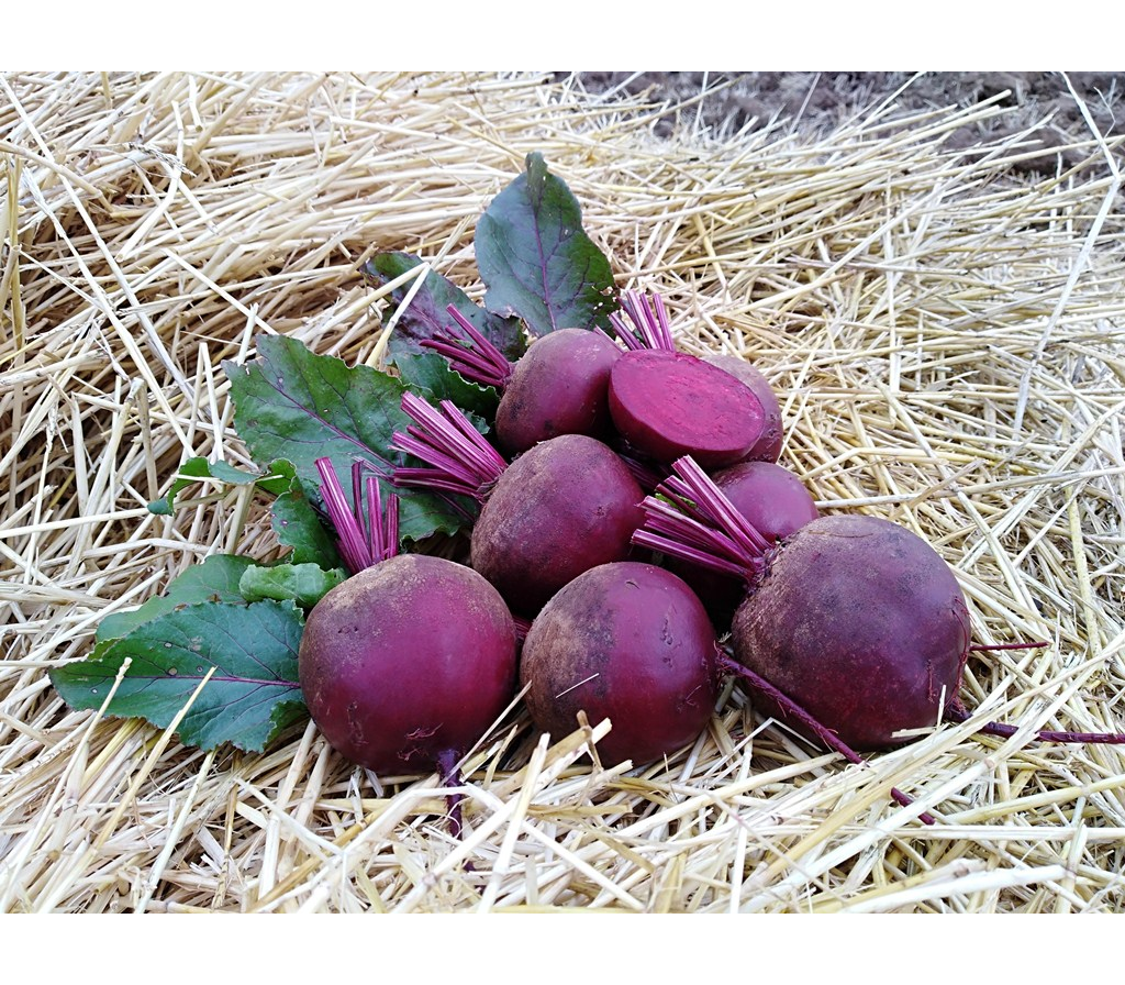 Свекла Ред Айрис F1  фото 2