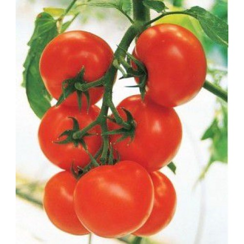 Семена томатов Кристалл F1 фото 2