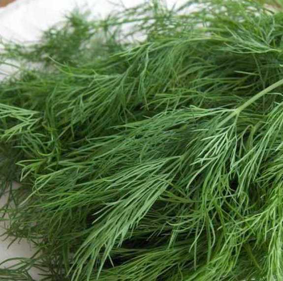 Семена укропа Аллигатор фото 2