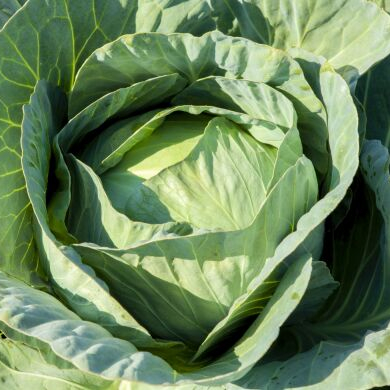 Капуста белокочанная Либератор F1 фото