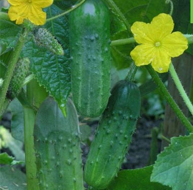 Огурец Октопус F1 фото 2