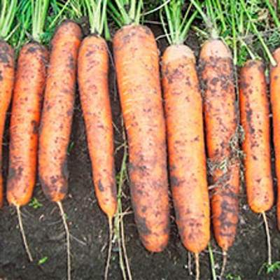 Морковь Фидра F1 фото 2