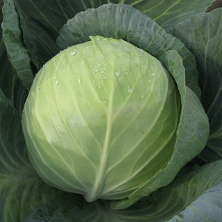 Капуста белокочанная Триперио F1 фото