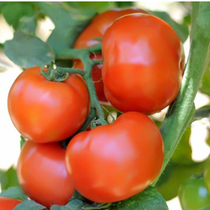 Семена томатов Сагатан F1 фото 2