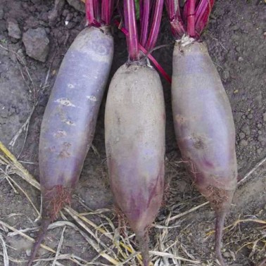 Свекла Таунус F1 фото 2