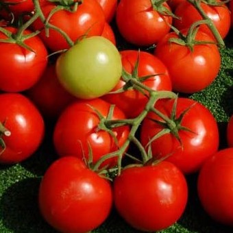 Семена томатов Шаста F1 фото 2