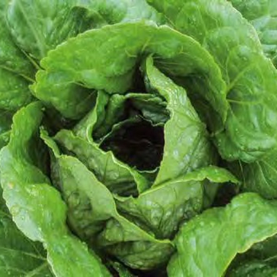 Салат Квинтус фото 2