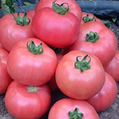 Семена томатов Пинк Шайн F1 фото 2