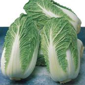 Капуста пекинская Килакин F1 фото 2