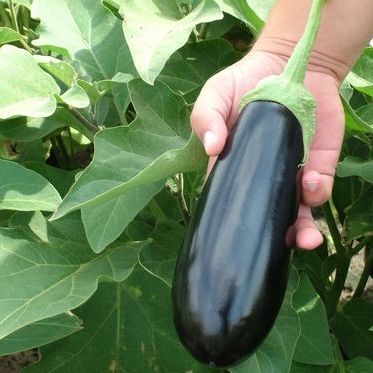 Семена баклажанов Шарапова F1 фото 2