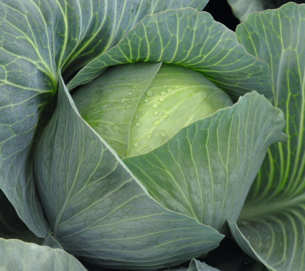 Капуста белокочанная Амтрак F1 фото