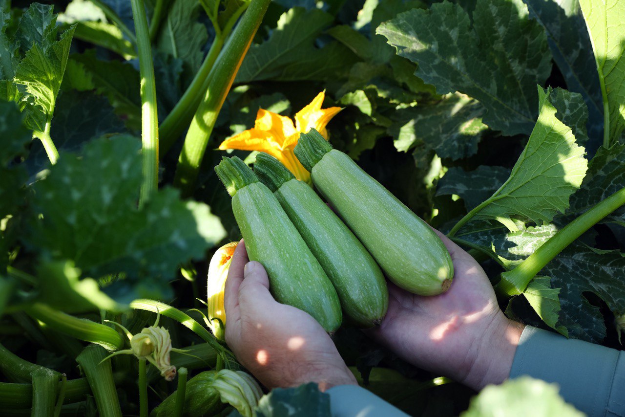 Кабачок Сохейла F1  фото 1 