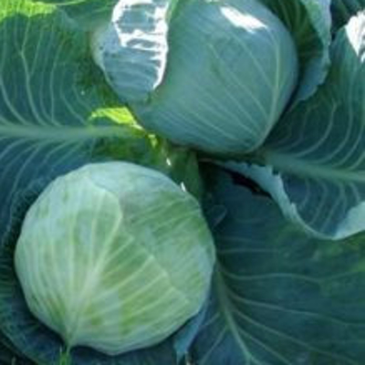 Капуста белокочанная Лагрима F1 фото